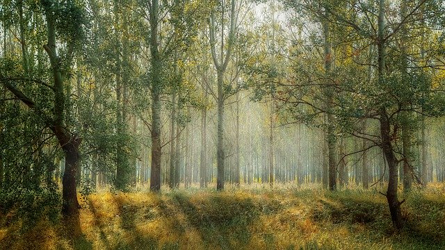 Forestry promo